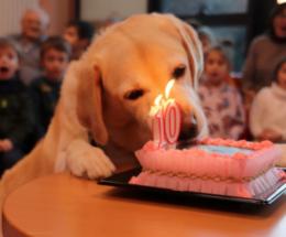 Problemi per Penny la mascotte