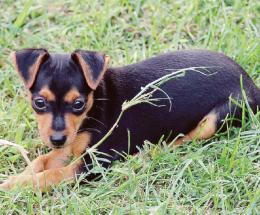 La cagnolina Lola uccisa dal veleno