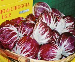 Radicchio, è crisi: mercati al collasso