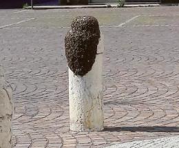 Le api si riprendono piazza Matteotti