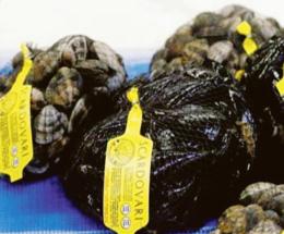 Cozze, si sta azzerando la produzione