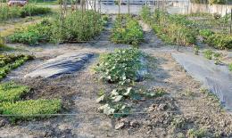 Il Comune apre la gestione degli orti urbani 