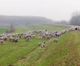 Lo spettacolo delle pecore libere sugli argini del Po
