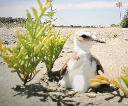 E' tornato il Fratino nel Delta
