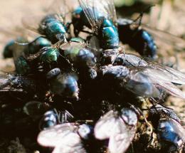 Frazioni esasperate: oltre alla puzza, ora anche una invasione di mosche