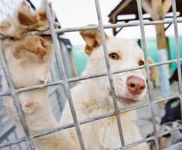 In piazza contro chi maltratta gli animali: "Servono pene più severe"