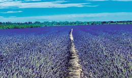 Torna la vera protagonista del Delta del Po: la lavanda