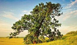 La quercia di Dante di San Basilio sarà un francobollo