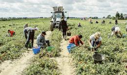 Lavoratori in nero nelle campagne Altopolesane: attività sospesa