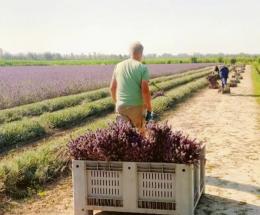 E’ ora di raccogliere l’oro viola