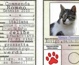 Non solo Rossini: mici star del web. Ecco le mascotte di Rovigo
