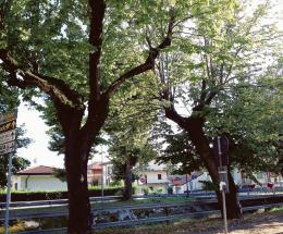 8mila alberi gratis per i rodigini