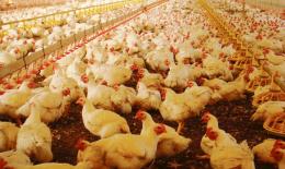 "Non vogliamo essere la terra dei polli e del biogas"