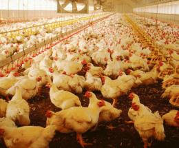 Stop all’allevamento di polli a Boara
