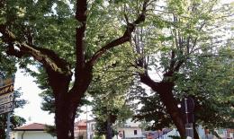 I cittadini chiedono 1394 piante con “Ridiamo il sorriso alla Pianura Padana”