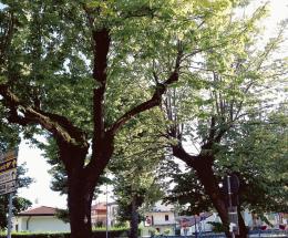 Alberi gratis per chi li pianterà