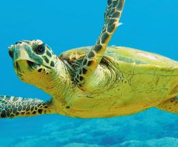 Nasce il paradiso delle tartarughe e dei delfini