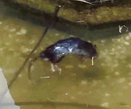 Un topo morto nella fontana