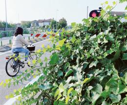 Un giardino senza regole: le piante invadono la strada
