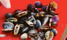 Ok alla taglia minima delle vongole