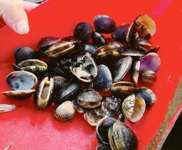 Morìa di vongole, laguna chiusa