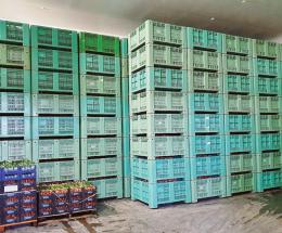 Crociere ferme per Covid, patate invendute, "Venite a prenderle"