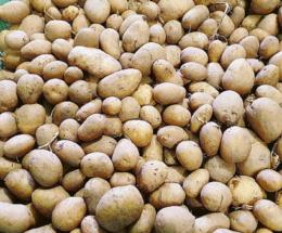 &ldquo;In nove ore abbiamo regalato tutte le patate&rdquo;