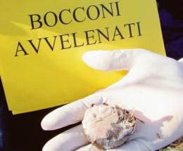 Cane avvelenato e ucciso, indagini in corso