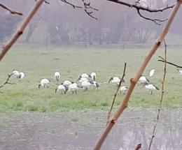 Incredibile, Ibis sacri del Nilo avvistati vicino al centro