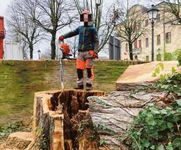 Potature e abbattimenti al via: arrivano i "tree climbers"