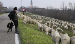 Il sindaco vieta le pecore in paese