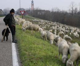 Ottocento pecore lungo l’Adige