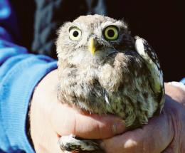 Centro recupero animali selvatici, un patrimonio da sostenere