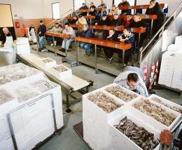 Pandemia, zavorra della pesca. Un anno con il freno a mano tirato