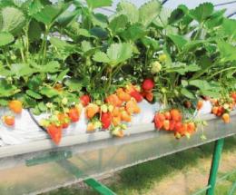 La pandemia non ferma innovazione e sostenibilità nell'ortofloricoltura