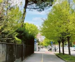 Processionaria in via Tisi