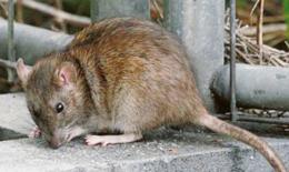 Emergenza ratti in centro