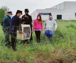 Il capriolo torna libero, nell’oasi