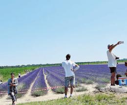 Quest’anno, lavanda in ritardo