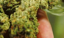 Agricoltore trova una piantagione di marijuana nel suo terreno