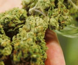Assolto per la marijuana “Era a scopo terapeutico”