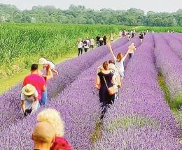Pieno di turisti per la lavanda di Ca' Mello 