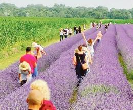Alta marea per l’oceano viola!