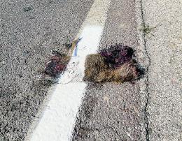 Nutria, il corpo esanime parte delle strisce stradali