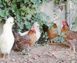 Scappa una gallinella della fattoria, ma viene salvata