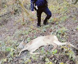 Capriolo salvato dai vigili 