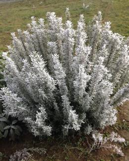 Partono i giorni della merla: ecco perch&eacute; si chiamano cos&igrave;