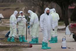 Esplode l'influenza aviaria