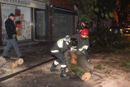 Il vento abbatte un albero a Rovigo