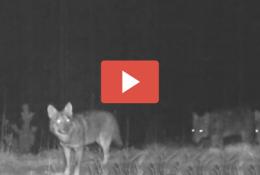 Un video unico e spettacolare girato al confine fra Veneto e Trentino